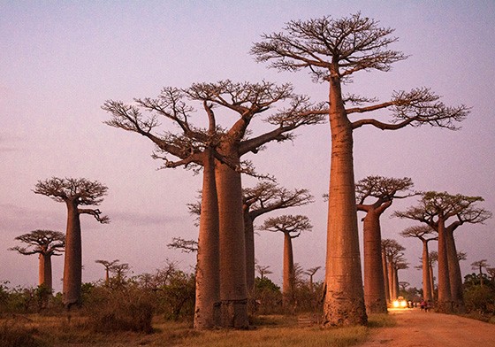 Baobá, Madagascar
