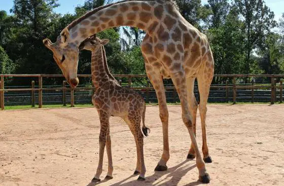 Bebê Girafa Junto a Sua Mãe 