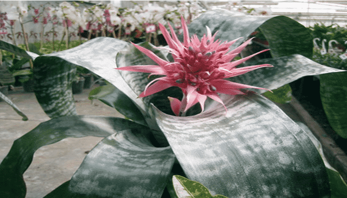 Como Recuperar uma Bromélia Morrendo ou com Flor Seca | Mundo Ecologia