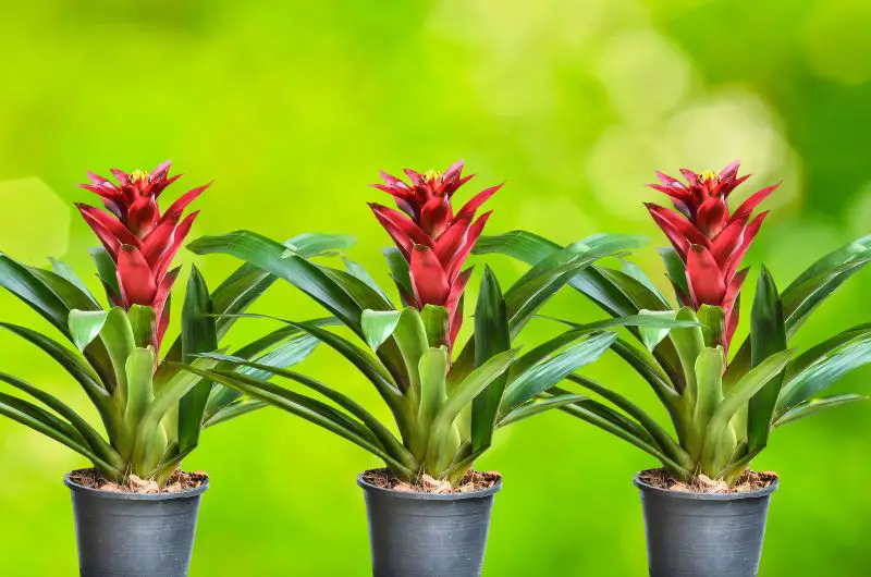 Bromélias Guzmânia Vermelha Plantadas em Vasos 