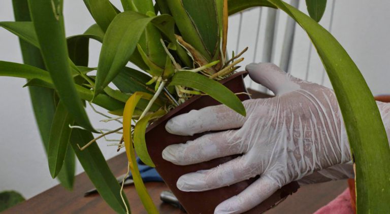 Brotação de Orquídea