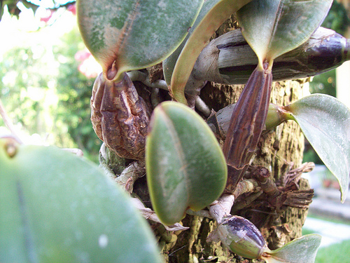 Bulbo de Orquídea Murcho