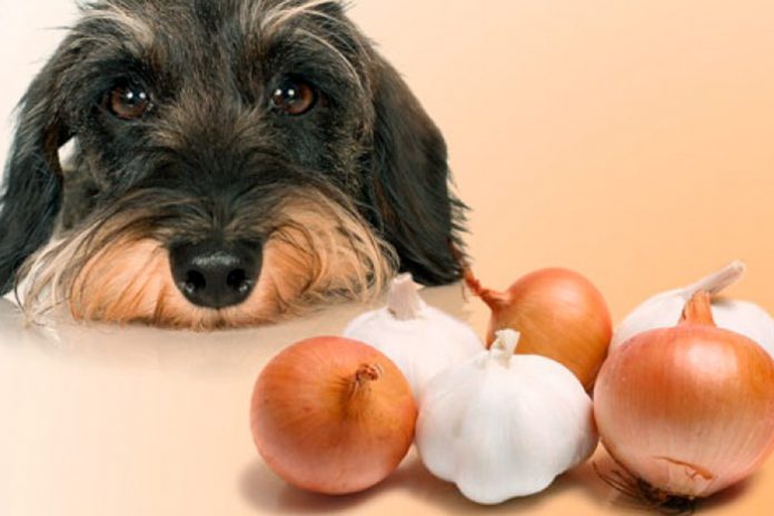 Cachorro Olhando Atentamento Para as Cebolas Em Sua Frente 