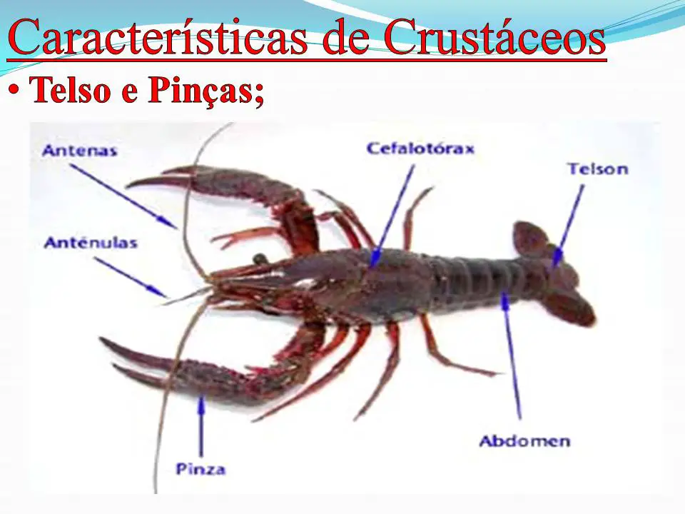 Características dos Crustáceos