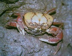Curiosidades do Caranguejo e Fatos Interessantes