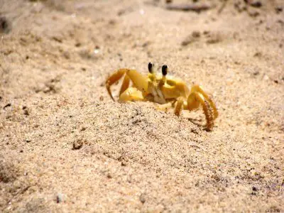 Caranguejo Amarelo na Areia 