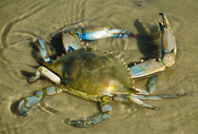 Caranguejo Azul na Praia 