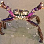 Caranguejo na Praia