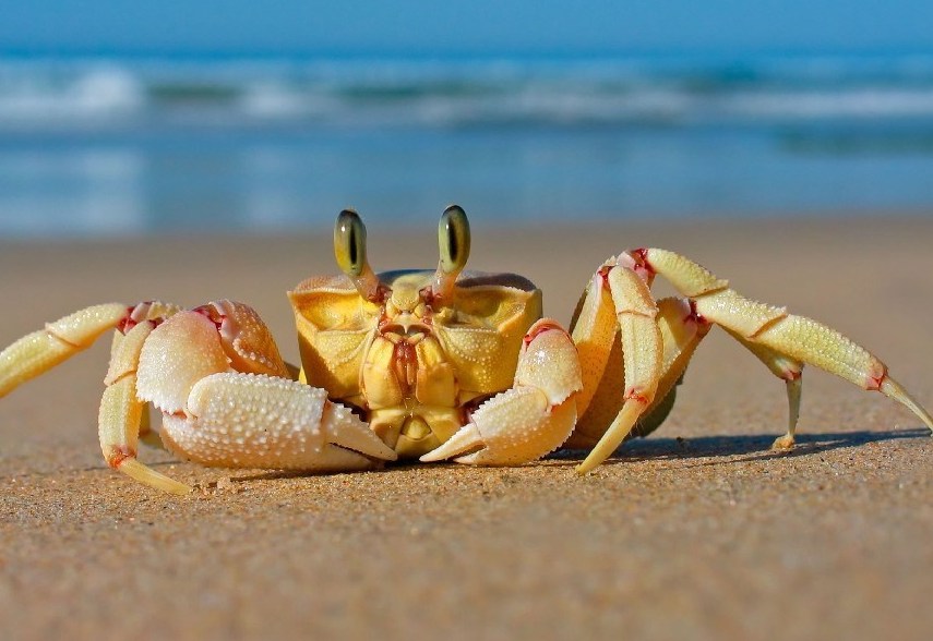 Como o Caranguejo se Protege na Areia?