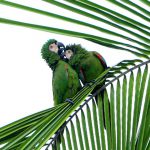 Casal de Arara Maracanã-Guaçu