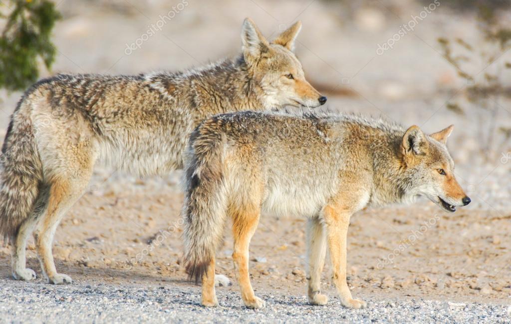 Casal de Coiote 