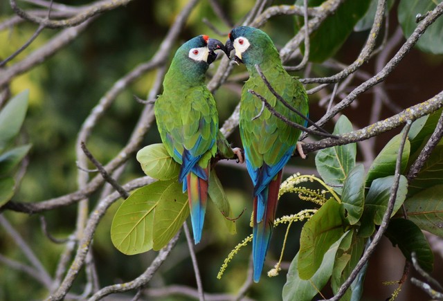 Casal de Primolius Maracanã