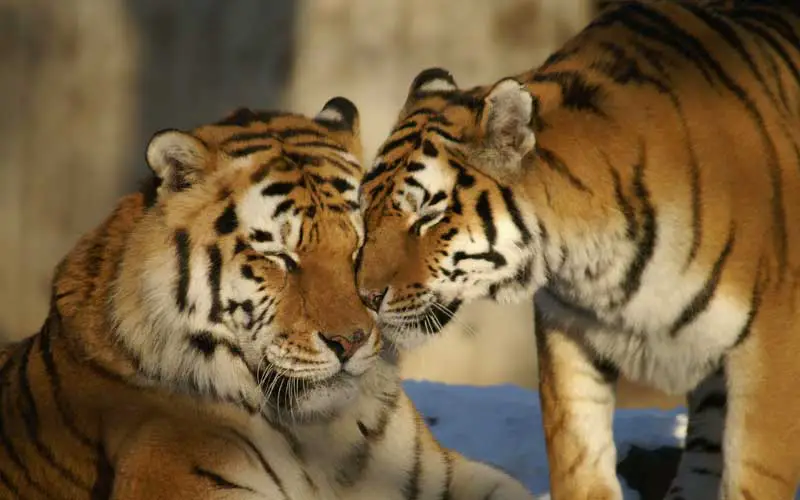 Casal de Tigre de Bengala 