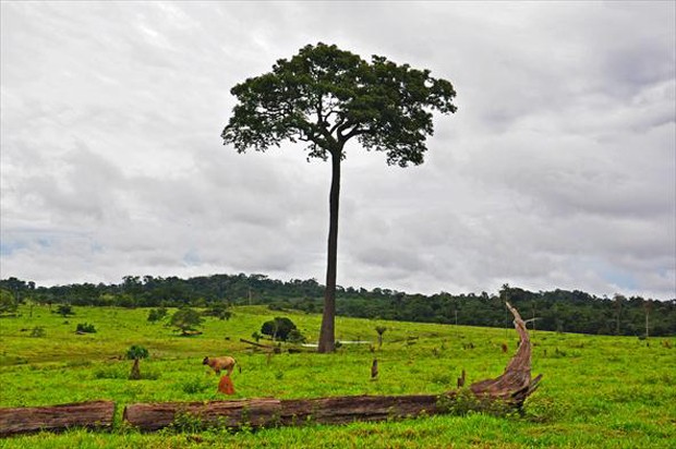 Castanheira-do-Brasil