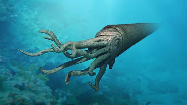 Cefalópodes Gigantes