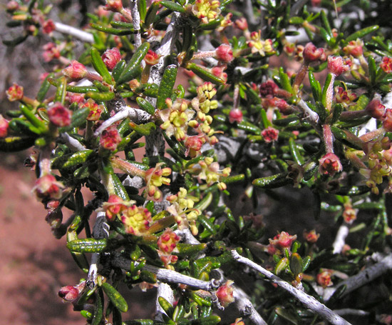 Cercocarpus