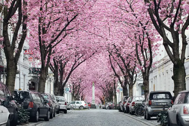 Cerejeiras de Boon, Alemanha