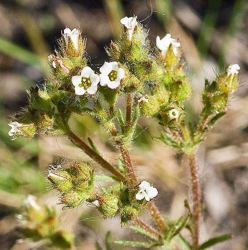 Chamaerhodos