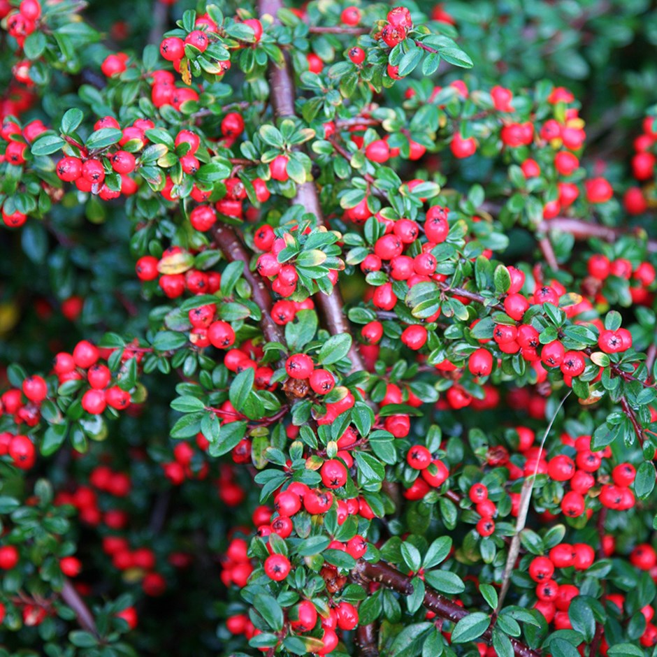 Cotoneaster