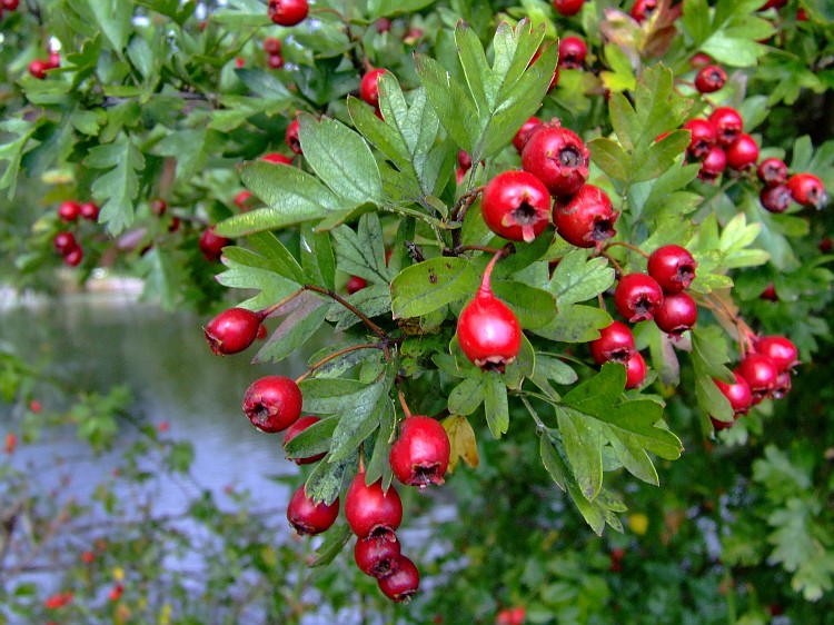 Crataegus