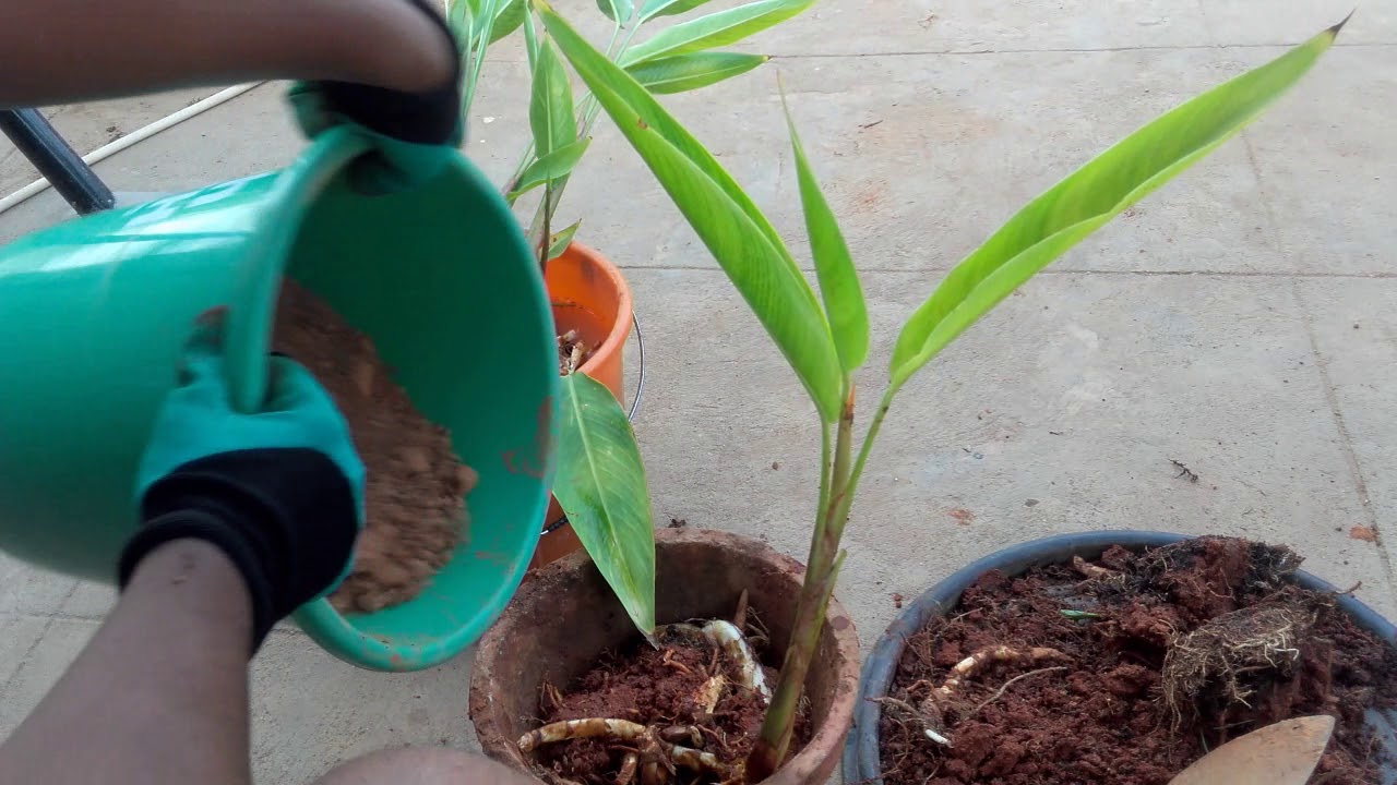 Cuidando de uma Heliconia Psittacorum