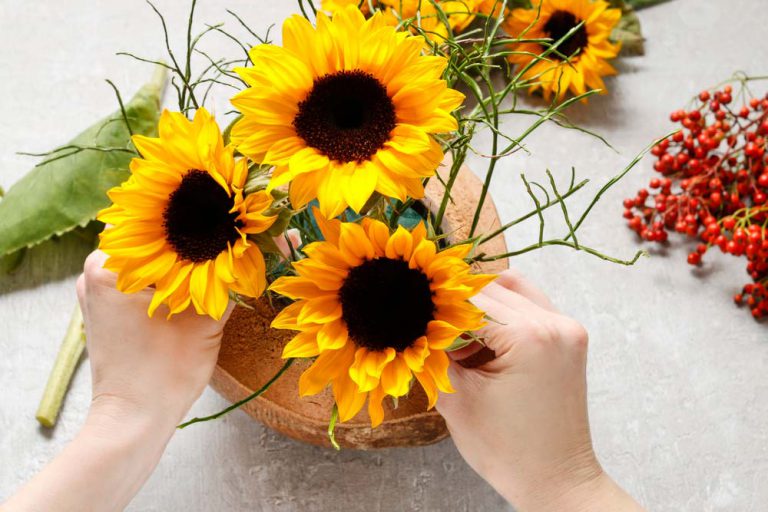 Quanto Tempo O Girassol Leva Para Florir