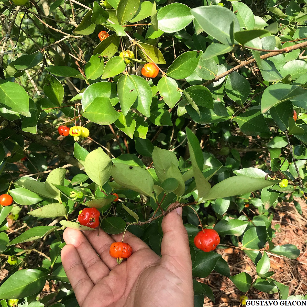 Cultivo da Cambui Pitanga 