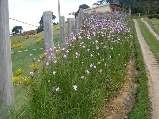 Cultivo da Orquídea Bambu