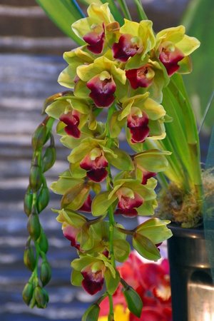 Cymbidium Pendente