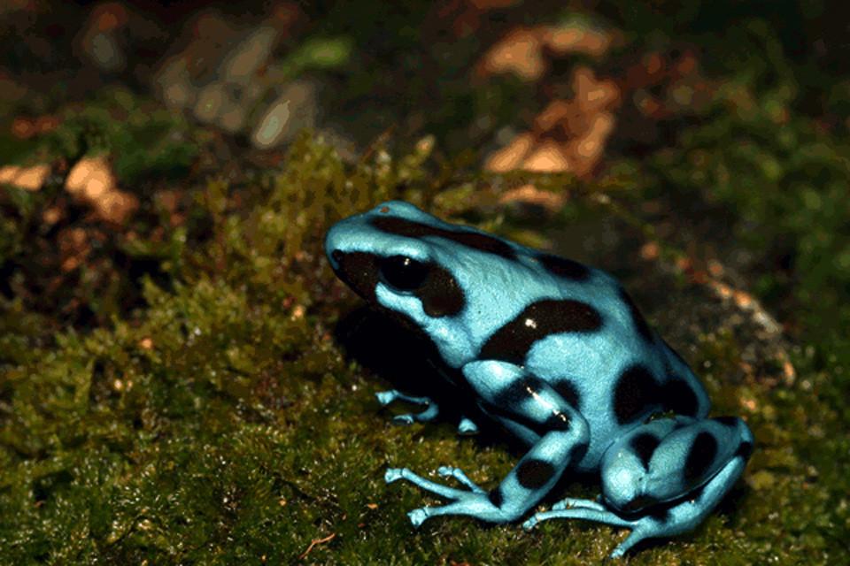 Dendrobates Auratus