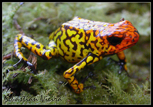 Dendrobates Histrionicus