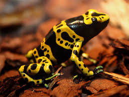 Dendrobates Leucomelas