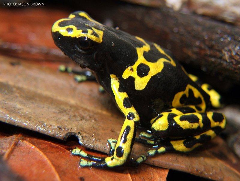 Dendrobates Leucomelas