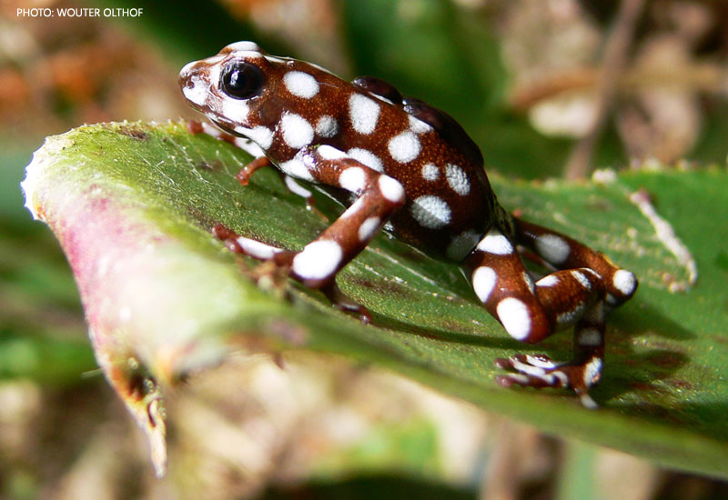 Dendrobates Mysteriosus