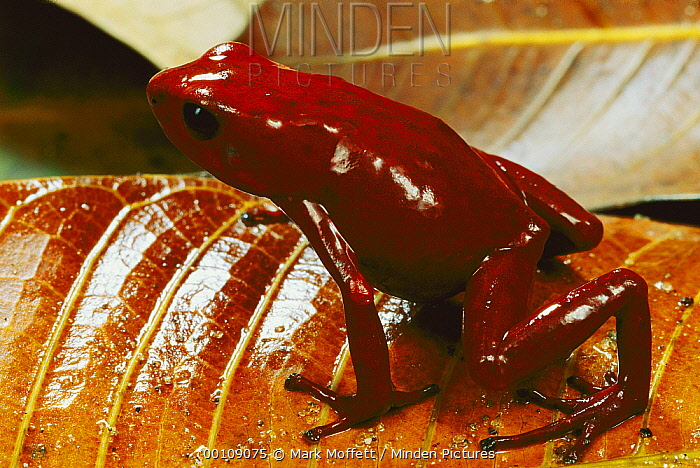 Dendrobates Speciosus