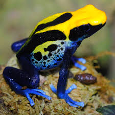 Dendrobates Tinctorius