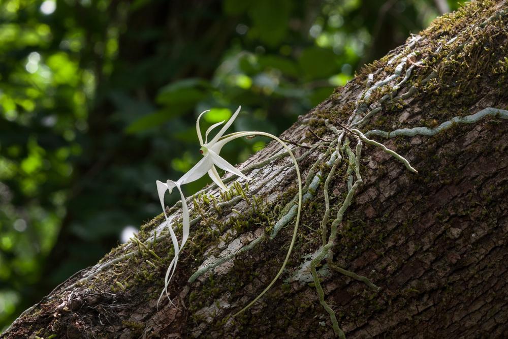 Dendrophylax lindenil 