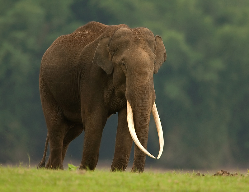 Elephas Maximus