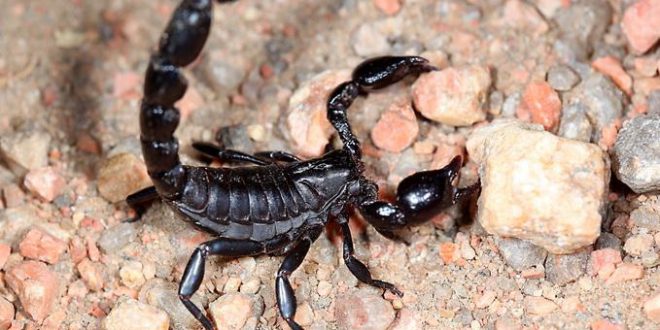 Escorpião Preto É Venenoso? Ele Pode Matar? | Mundo Ecologia