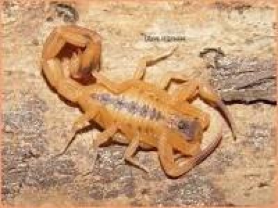 Escorpião-do-Nordeste – Veneno e Picada