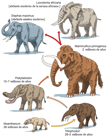 Espécies de Elefantes 