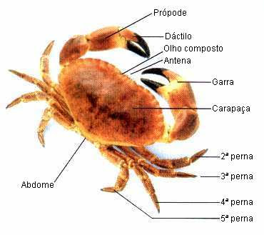 Estrutura Corporal do Siri 