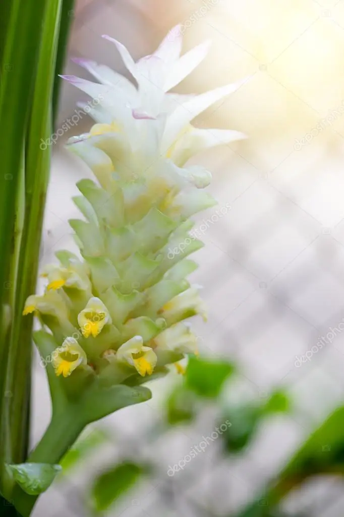 Flor Bromélia Branca: Fotos e Características | Mundo Ecologia