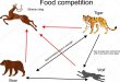 Alimentação do Tigre: O Que Eles Comem na Natureza? | Mundo Ecologia