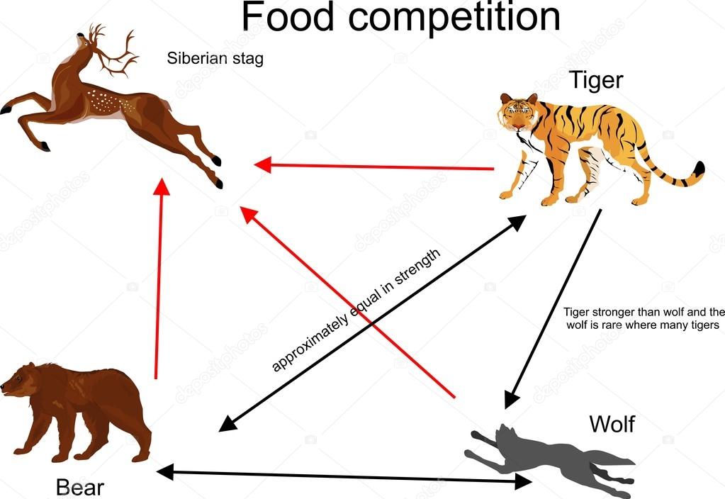 Exemplo do Tigre na Cadeia Alimentar