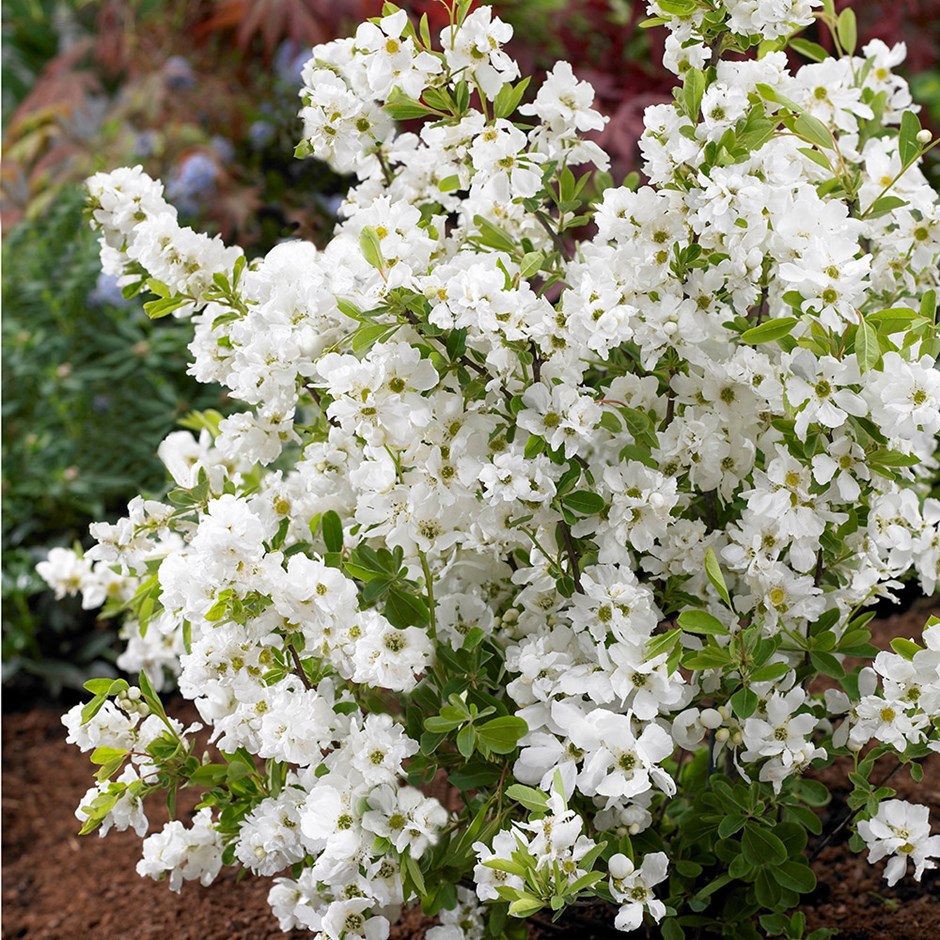 Exochorda