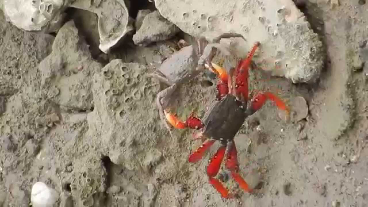 Filhote Caranguejo Aratu
