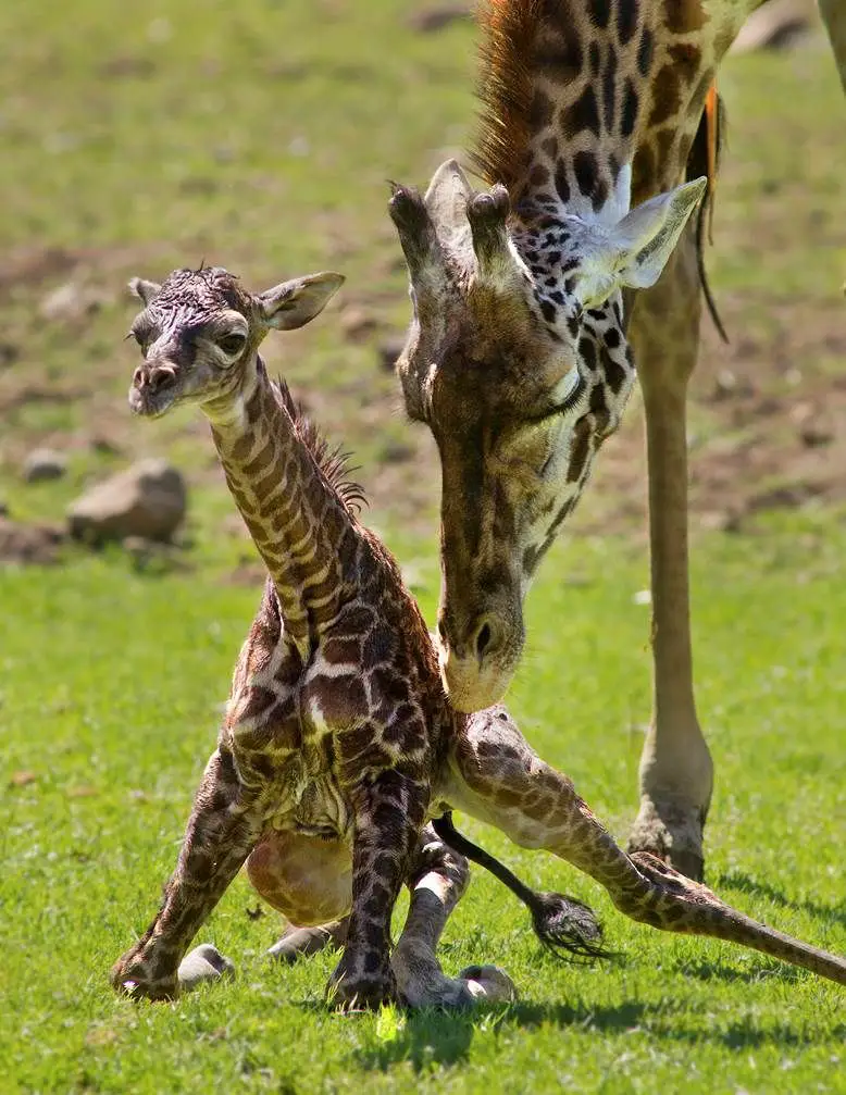 Как рожают жирафы. Масайский Жираф. Рождение жирафа. Жираф фото. Жираф с детенышем.