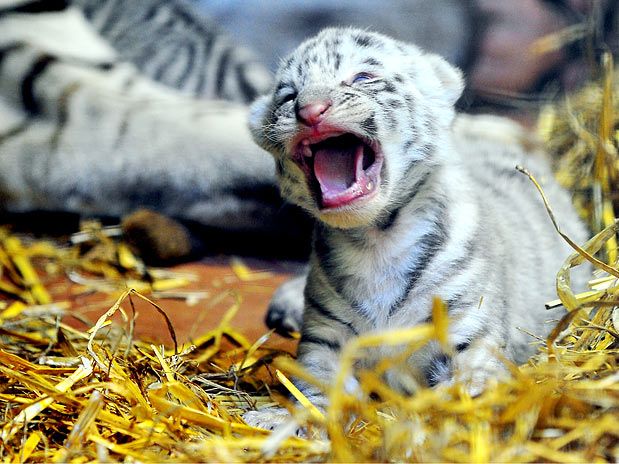 Filhote de Tigre Mostrando os Dentes 