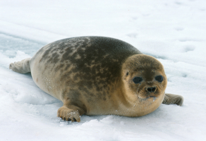 Foca-Anelada